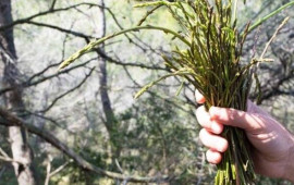 Dünyanın ən bahalı tərəvəzi   Avropada kilosu 1.000 avroya satılır