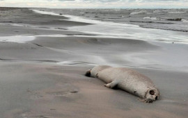 Xəzər sahilində yenidən &ouml;l&uuml; suitilər aşkar edildi