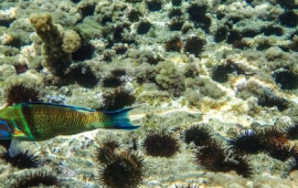 Dəniz kirpisi axtararkən 417 milyon manatlıq xəzinə tapdı