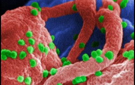 Yaşlı hüceyrələri yenidən cavanlaşdırmaq mümkün olacaq