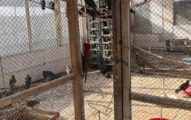 Restoranda saxlanılan heyvanlar aidiyyəti &uuml;zrə təhvil verildi