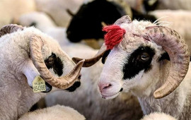 Qurban bayramı ərəfəsində heyvan bazarnda son vəziyyət 