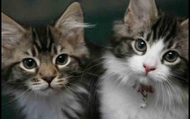 Pişik bələdiyyə sədrinin başına "oyun a&ccedil;dı" 